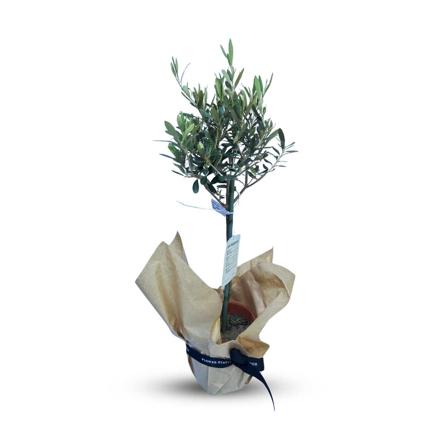 Olive Tree