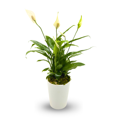 Peace Lily in a white pot