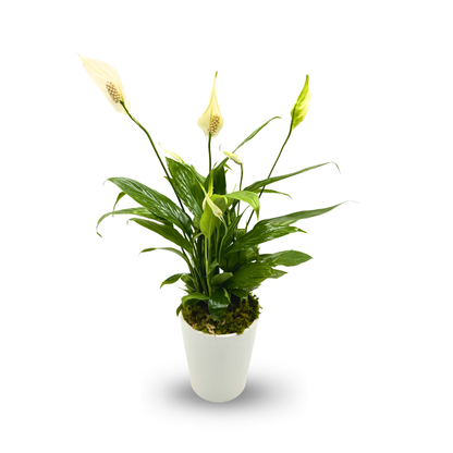 Peace Lily in a white pot