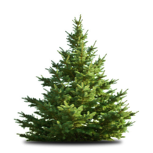 Nordmann Fir Christmas Trees - 3ft (~90cm)